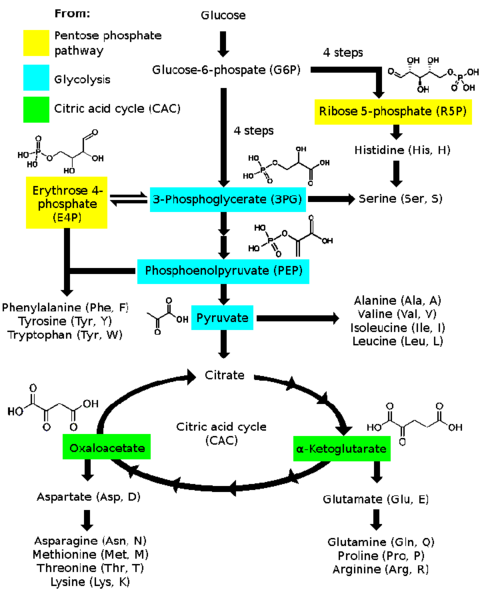 File:Amino acid biosynthesis overview.png