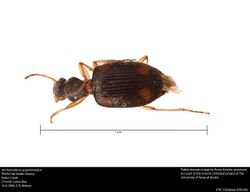 Anchonoderus quadrinotatus (39750602531).jpg