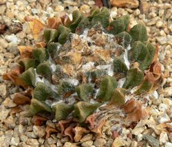 Ariocarpus scaphirostris 1.jpg