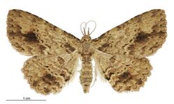 Artigisa melanephele female LRNZ.jpg