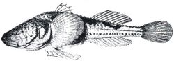 Benthophilus leobergius.jpg