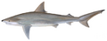 Blacknose shark (Carcharhinus acronotus)