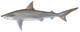 Blacknose shark (Duane Raver).png
