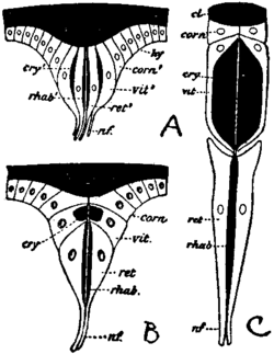 Britannica 1911 Arthropoda - Crustacea and Hexapoda compound eye derivation.png