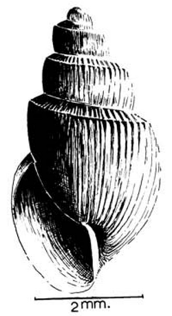 Bulinus forskalii shell.png