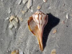 Busycon sinistrum (lightning whelk) on marine beach (Cayo Costa Island, Florida, USA) (23700747493).jpg