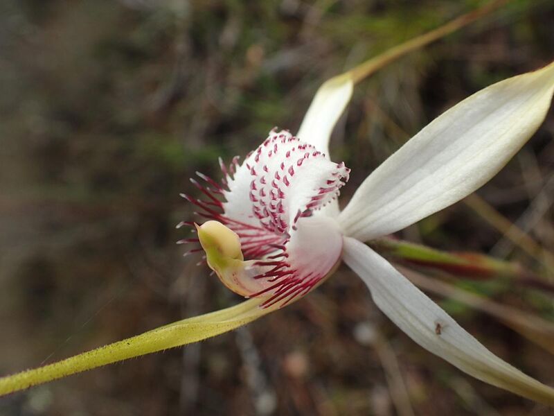 File:Caladenia splendens labellum.jpg