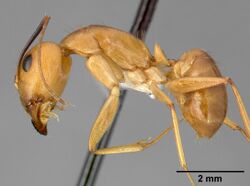 Camponotus fragilis casent0005344 profile 1.jpg