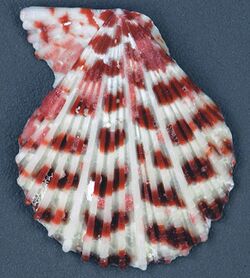 Caribachlamys ornata (ornate scallop) (San Salvador Island, Bahamas) 1 (16188573821).jpg