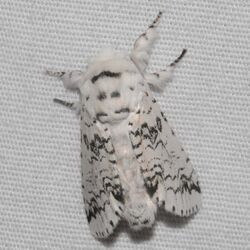 Cerura scitiscripta – Black-etched Prominent Moth.jpg