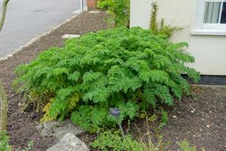 Chaerophyllum azoricum - Hillier Gardens - Romsey, Hampshire, England - DSC04979.jpg