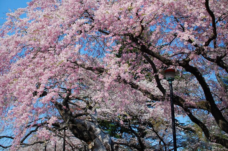 File:Cherry blossoms in the Tsutsujigaoka Park.jpg