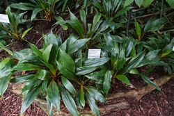Chlorophytum filipendulum subsp. amaniense (Chlorophytum amaniense) - Flora park - Cologne, Germany - DSC00737.jpg