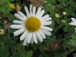 Chrysanthemum japonense var ashizuriense1.jpg