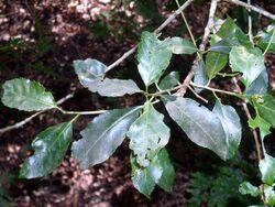 Claoxylon australe Macquarie Pass.JPG