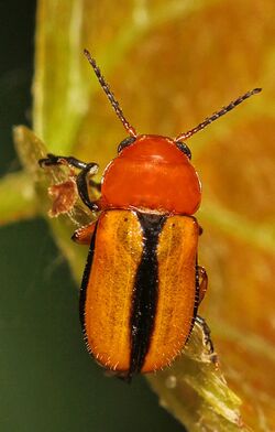Clay-colored Leaf Beetle - Anomoea laticlavia, Santee National Wildlife Refuge, Santee, South Carolina.jpg