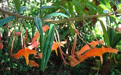 Columnea rubricaulis (18362508866).jpg