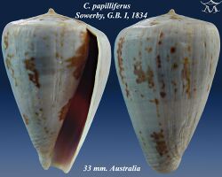 Conus papilliferus 1.jpg
