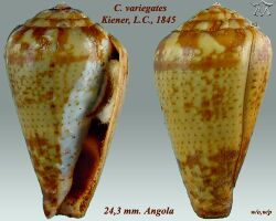 Conus variegatus 1.jpg