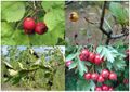 Crataegus, various species, fruit.jpg