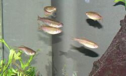 Danio choprae.JPG