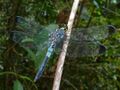 Dark- tipped Forest Skimmer (Cratilla metallica) male (8538433079).jpg
