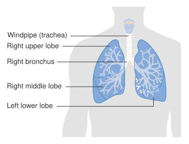 File:Diagram showing the parts of the respiratory system CRUK 335.svg
