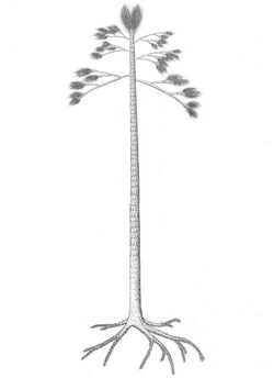 Diaphorodendron reconstrucción.jpg