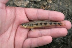 Dusky darter (Percina sciera).jpg