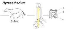 Eohippus diagram.jpg