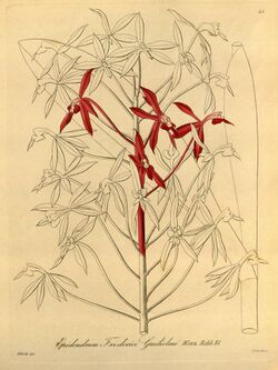 Epidendrum friderici-guilielmi - Xenia vol 1 pl 51 (1858).jpg