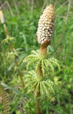 Equisetum sylvaticum (13).JPG