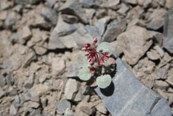 Eriogonum eremicola (42345751125).jpg