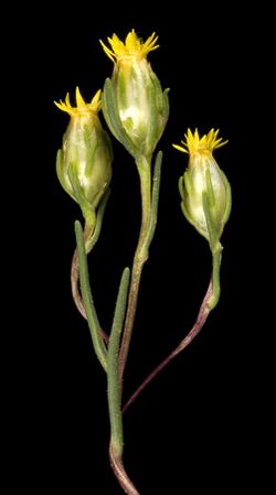 Erymophyllum tenellum - Flickr - Kevin Thiele.jpg