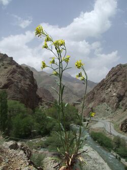 Erysimum collinum in Iran - 1.jpg