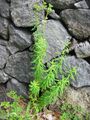 Euphorbia azorica (Habitus) 2.jpg