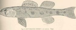 FMIB 39791 Cottogaster cheneyi, new species Type.jpeg