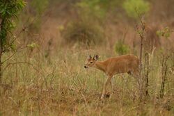 Four-horned Antelope.jpg