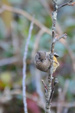 Fulvetta manipurensis.jpg