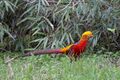 Golden Pheasant, Tangjiahe Nature Reserve.jpg