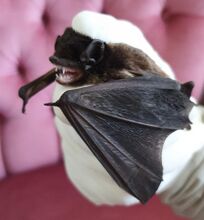 Gould's Wattled Bat in care.jpg