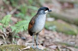 Grallaria ridgelyi -Tapichalaca Reserve, Ecuador-8.jpg