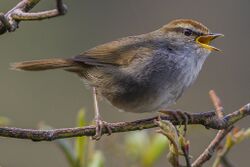 Grey-sided Bush Warbler.jpg