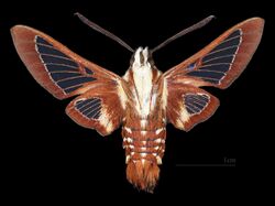 Hemaris gracilis antennae - MHNT CUT 2010 0 509 - Chester Maine USA - male ventral.jpg