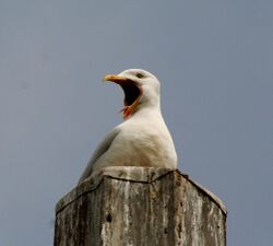 Herring Gull yawning.jpg