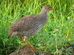 Heuglin's Spurfowl (Pternistis icterorhynchus) (7083196897).jpg