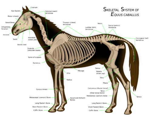 File:Horse anatomy.svg