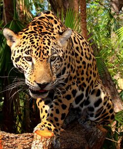 Junior-Jaguar-Belize-Zoo.jpg