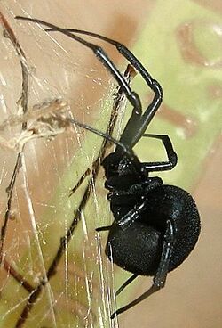 Latrodectus lilianae.jpg