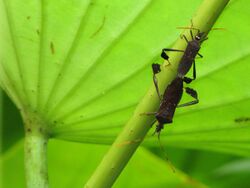 Leaf-footed Bugs Mating - Flickr - treegrow (1).jpg